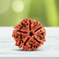 108 Original Beads Rudraksha Jaap Mala