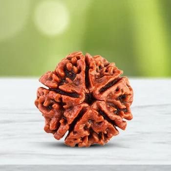 108 Original Beads Rudraksha Jaap Mala